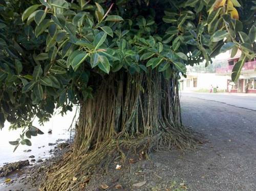 Ficus elastica Roxb. 