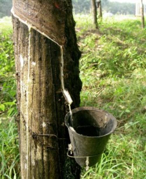 Ficus elastica Roxb. 