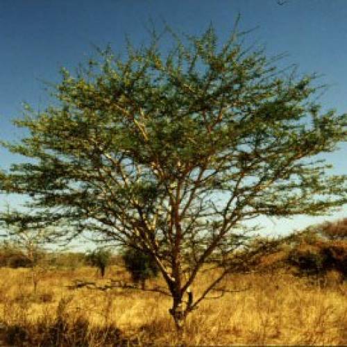 Acacia senegal Willd. 