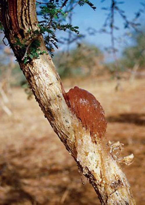 Acacia senegal Willd. 