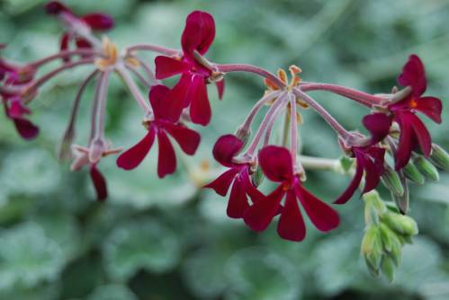 Pelargonium sidoides DC. 