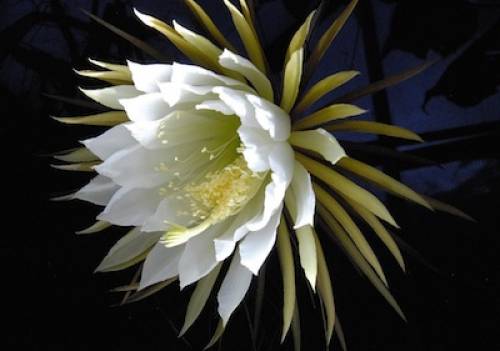 Selenicereus grandiflorus Br. et R. 