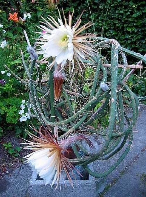 Selenicereus grandiflorus Br. et R. 