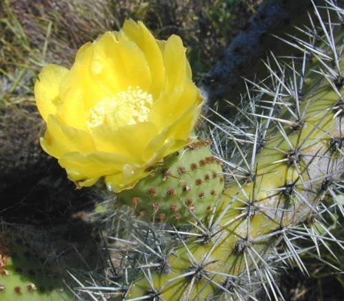 Opuntia ficus-indica (L.) Mill. 