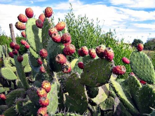 Opuntia ficus-indica (L.) Mill. 
