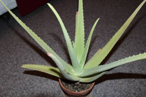 Aloe vera (L.) Burm. f. 