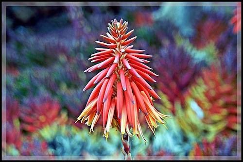 Aloe vera (L.) Burm. f. 