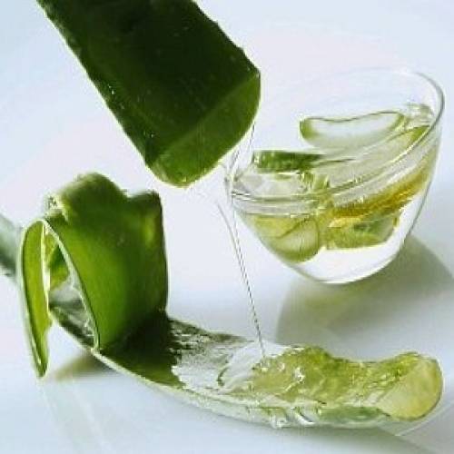 Aloe vera (L.) Burm. f. 