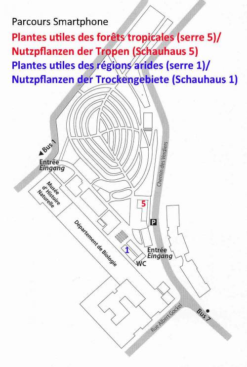 Nutzpflanzen der Trockengebiete (Schauhaus 1)