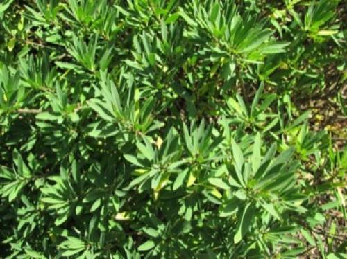 Daphne mezereum L. 
