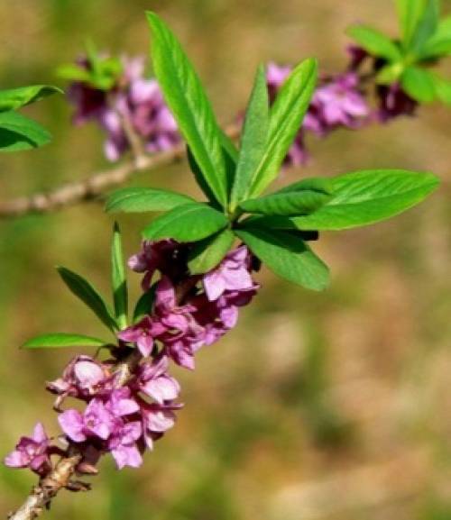 Daphne mezereum L. 