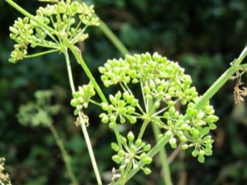 Conium maculatum L. 