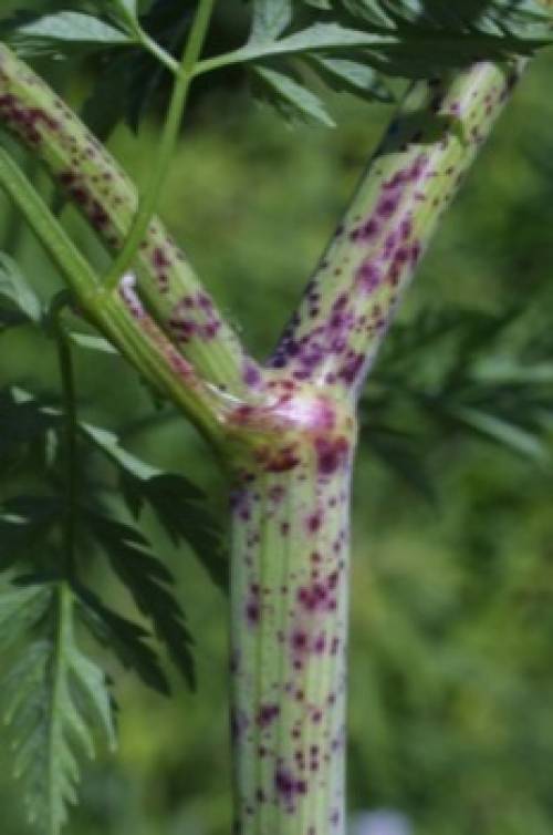 Conium maculatum L. 
