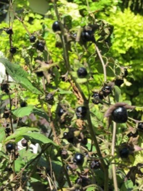 Atropa bella-donna L. 