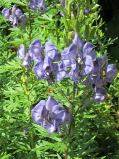 Aconitum napellus L. s.l. 