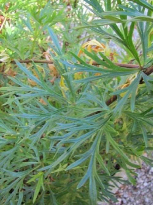 Aconitum napellus L. s.l. 