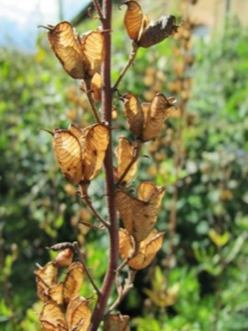Aconitum napellus L. s.l. 