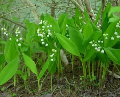 Convallaria majalis L. 