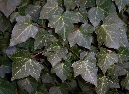 Hedera helix L. 