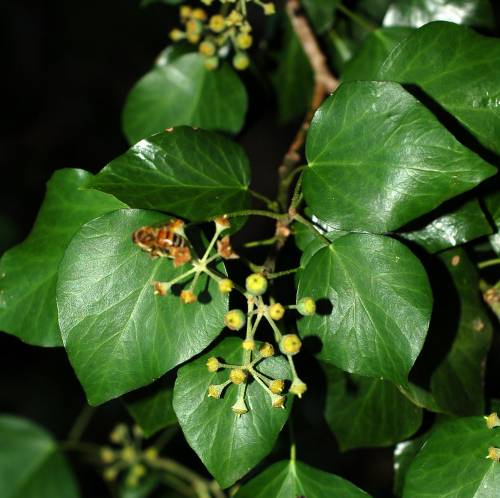 Hedera helix L. 