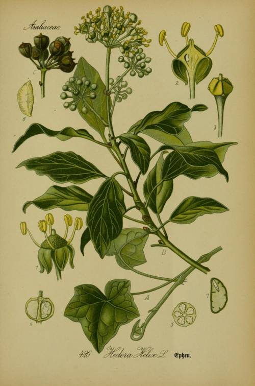 Hedera helix L. 