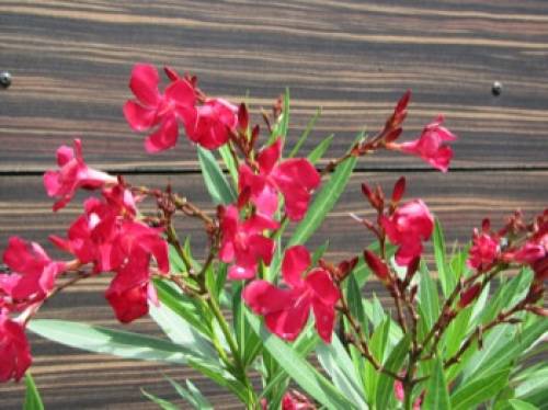 Nerium oleander L. (rosa) 
