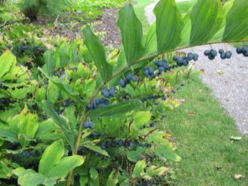 Polygonatum multiflorum (L.) All. 