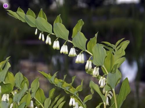 Polygonatum multiflorum (L.) All. 