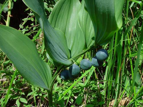 Polygonatum multiflorum (L.) All. 