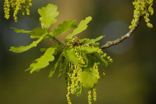 Quercus robur L. 