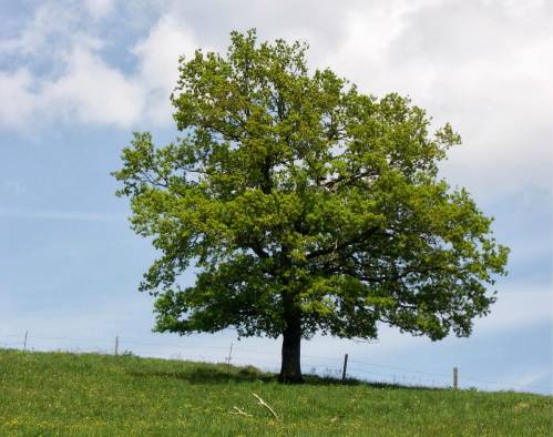 Quercus robur L. 