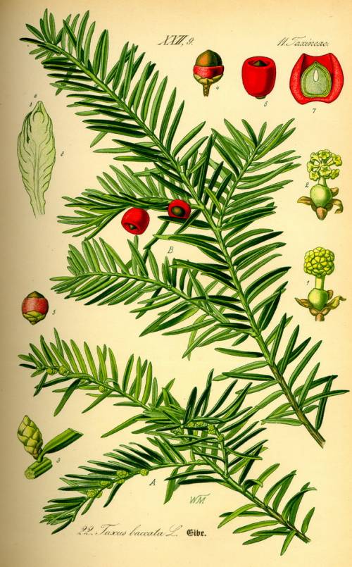 Taxus baccata L. mâle 