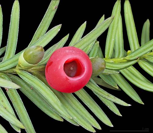 Taxus baccata L. mâle 