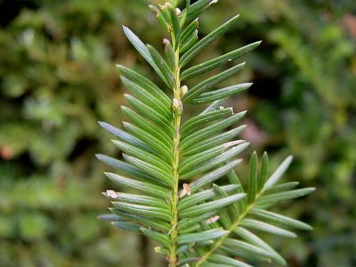 Taxus baccata L. mâle 