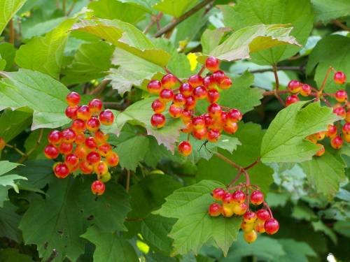 Viburnum opulus L. 