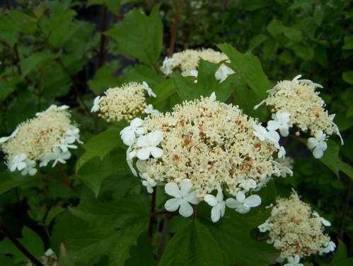 Viburnum opulus L. 